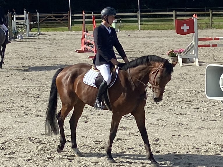 Belgijski koń gorącokrwisty Klacz 6 lat 169 cm Gniada in Brecht