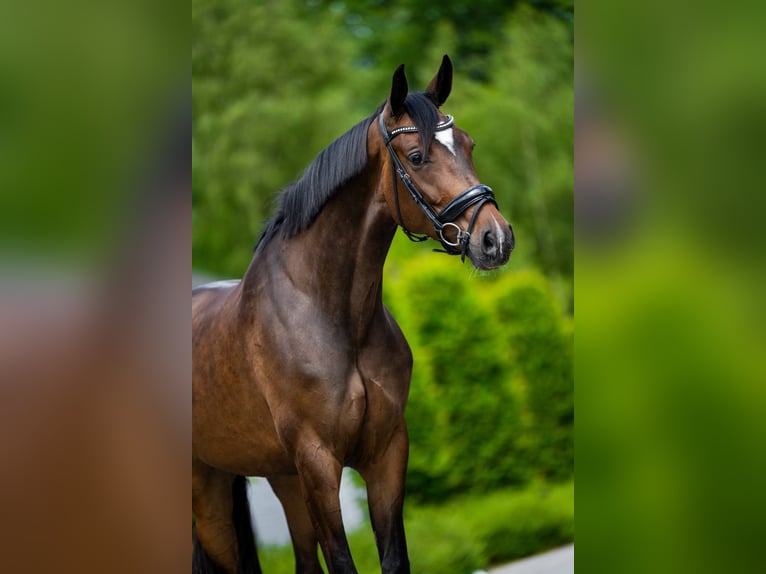 Belgijski koń gorącokrwisty Klacz 6 lat 170 cm Ciemnogniada in Mol