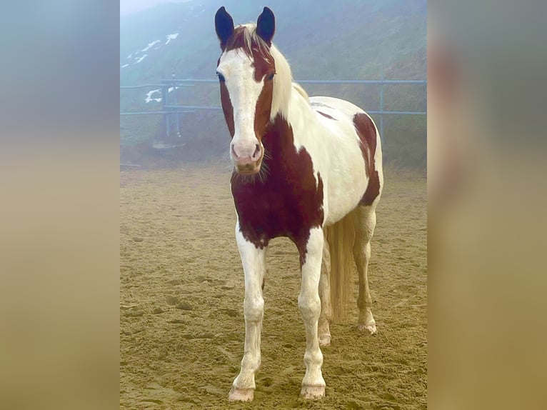 Belgijski koń gorącokrwisty Klacz 7 lat 158 cm Srokata in Wolfhalden