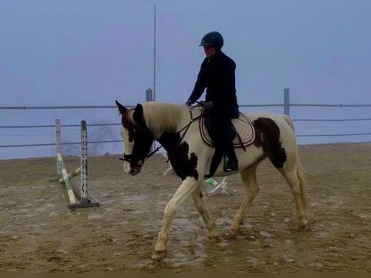 Belgijski koń gorącokrwisty Klacz 7 lat 158 cm Srokata in Wolfhalden