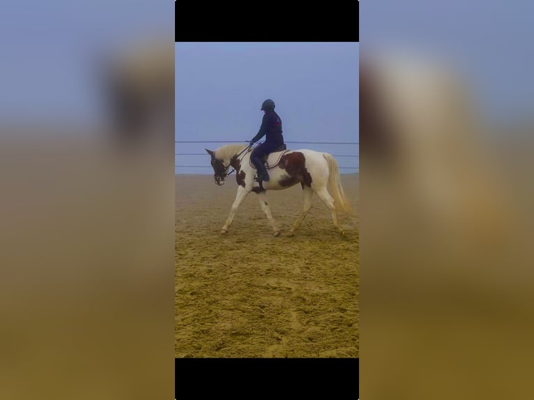 Belgijski koń gorącokrwisty Klacz 7 lat 158 cm Srokata in Wolfhalden