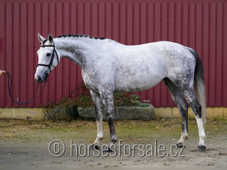 Belgijski koń gorącokrwisty Klacz 7 lat 160 cm Siwa in Ceske Budejovice