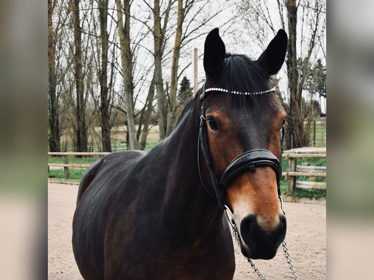 Belgijski koń gorącokrwisty Klacz 7 lat 160 cm Skarogniada in Steinbrunn-le-bas