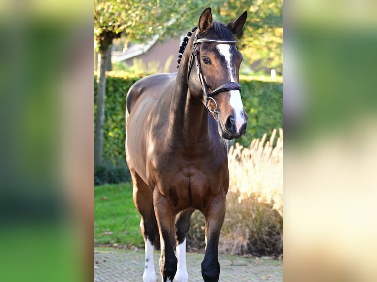 Belgijski koń gorącokrwisty Klacz 7 lat 161 cm Ciemnogniada in Bladel