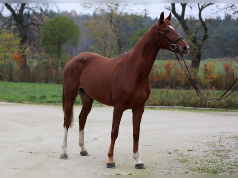 Belgijski koń gorącokrwisty Klacz 7 lat 162 cm Kasztanowata in Dobrcz