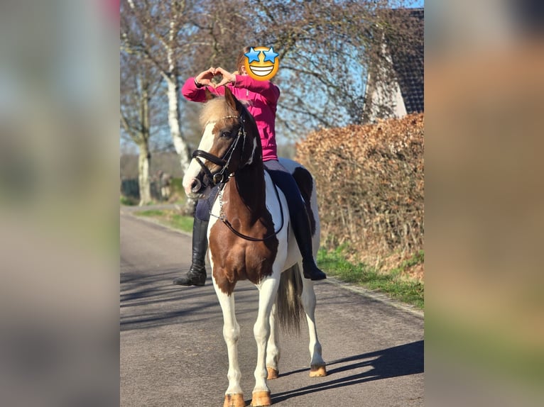 Belgijski koń gorącokrwisty Klacz 7 lat 162 cm Srokata in Someren