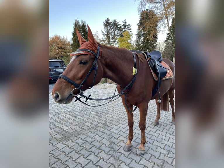 Belgijski koń gorącokrwisty Klacz 7 lat 164 cm Kasztanowata in Krefeld