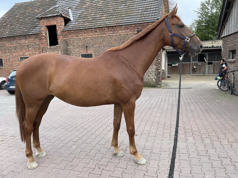Belgijski koń gorącokrwisty Klacz 7 lat 164 cm Kasztanowata in Krefeld
