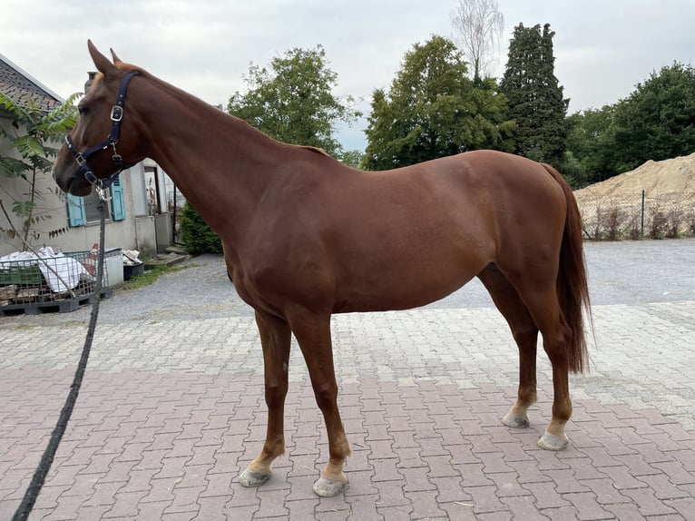 Belgijski koń gorącokrwisty Klacz 7 lat 164 cm Kasztanowata in Krefeld