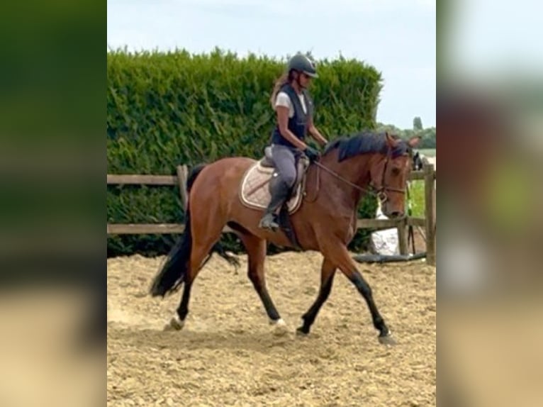 Belgijski koń gorącokrwisty Klacz 7 lat 165 cm Gniada in Bornem