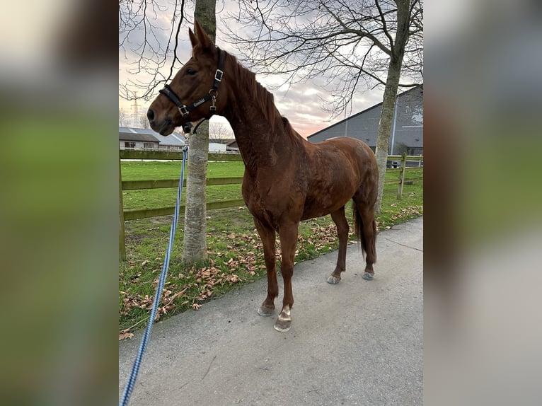 Belgijski koń gorącokrwisty Klacz 7 lat 165 cm Kasztanowata in Beveren kruibeke zwijndrecht
