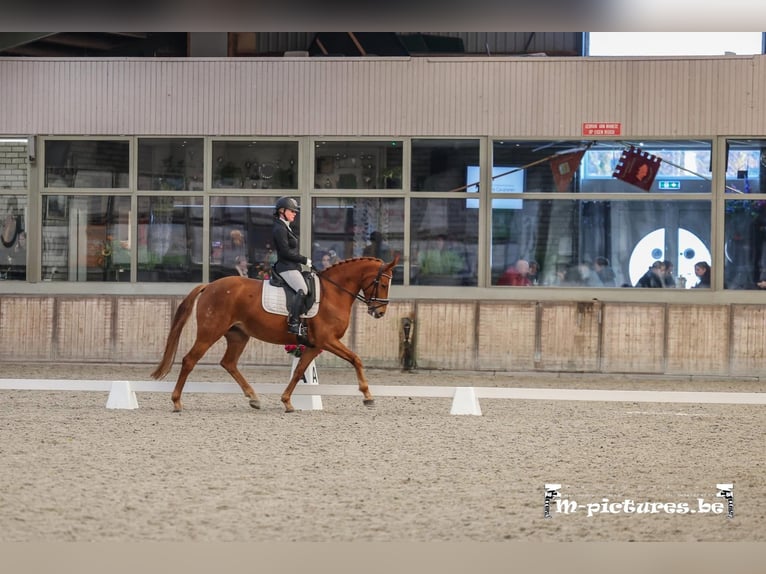 Belgijski koń gorącokrwisty Klacz 7 lat 165 cm Kasztanowata in Merksplas