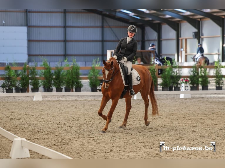 Belgijski koń gorącokrwisty Klacz 7 lat 165 cm Kasztanowata in Merksplas