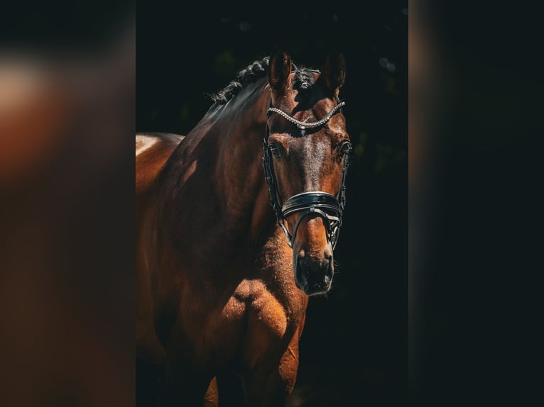 Belgijski koń gorącokrwisty Klacz 7 lat 168 cm Gniada in Nettersheim