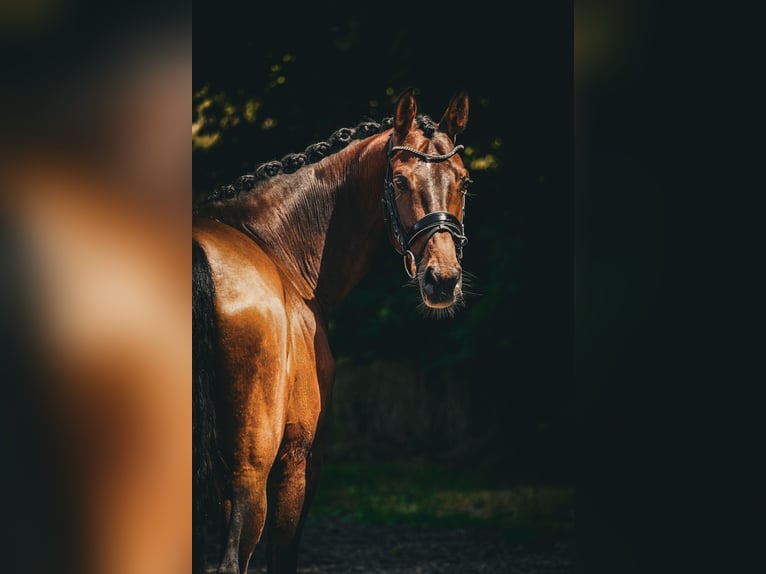 Belgijski koń gorącokrwisty Klacz 7 lat 168 cm Gniada in Nettersheim