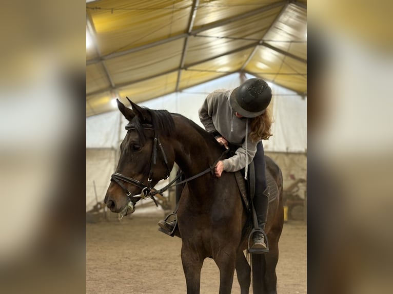 Belgijski koń gorącokrwisty Klacz 7 lat 170 cm Ciemnogniada in Kampenhout