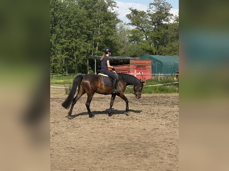 Belgijski koń gorącokrwisty Klacz 7 lat 170 cm Ciemnogniada in Kampenhout