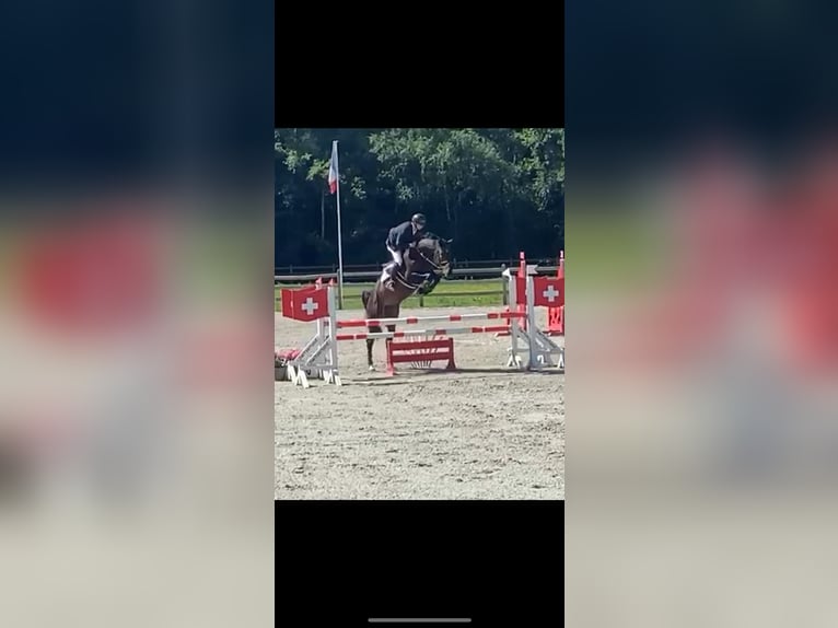 Belgijski koń gorącokrwisty Klacz 7 lat 170 cm Ciemnogniada in Brecht