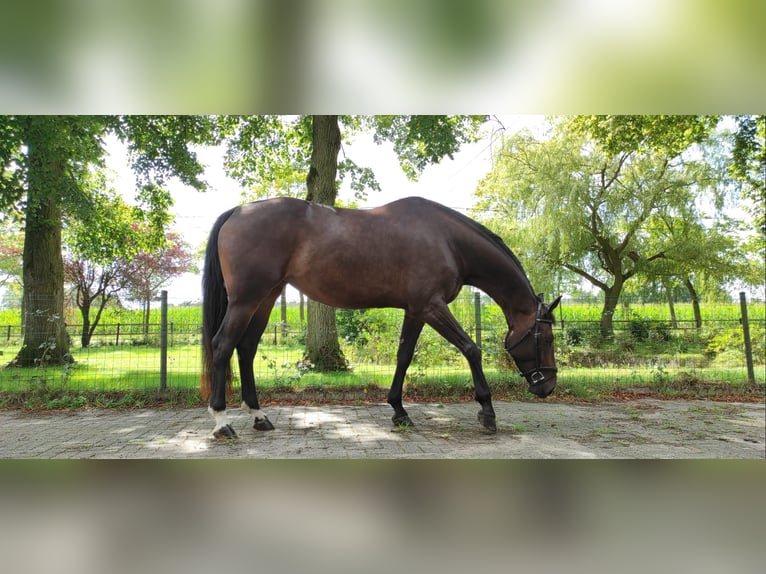 Belgijski koń gorącokrwisty Klacz 7 lat 170 cm Ciemnogniada in Brecht