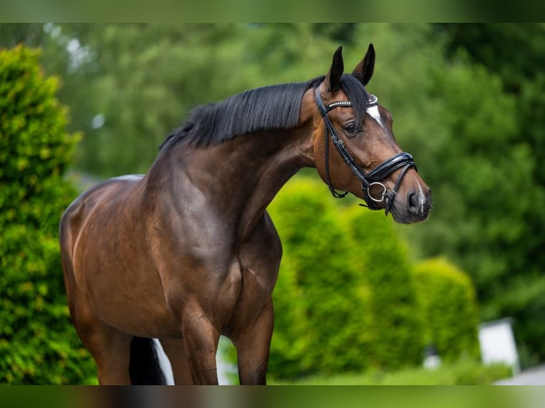 Belgijski koń gorącokrwisty Klacz 7 lat 170 cm Ciemnogniada in Mol