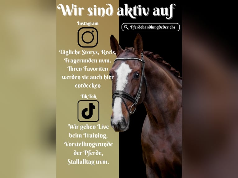 Belgijski koń gorącokrwisty Klacz 7 lat 170 cm Ciemnokasztanowata in Nettersheim