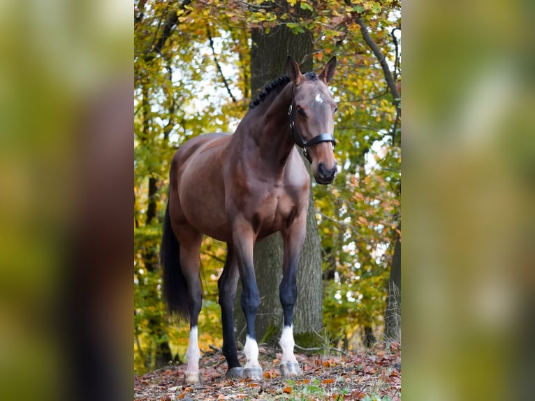Belgijski koń gorącokrwisty Klacz 7 lat 170 cm Gniada in Nettersheim