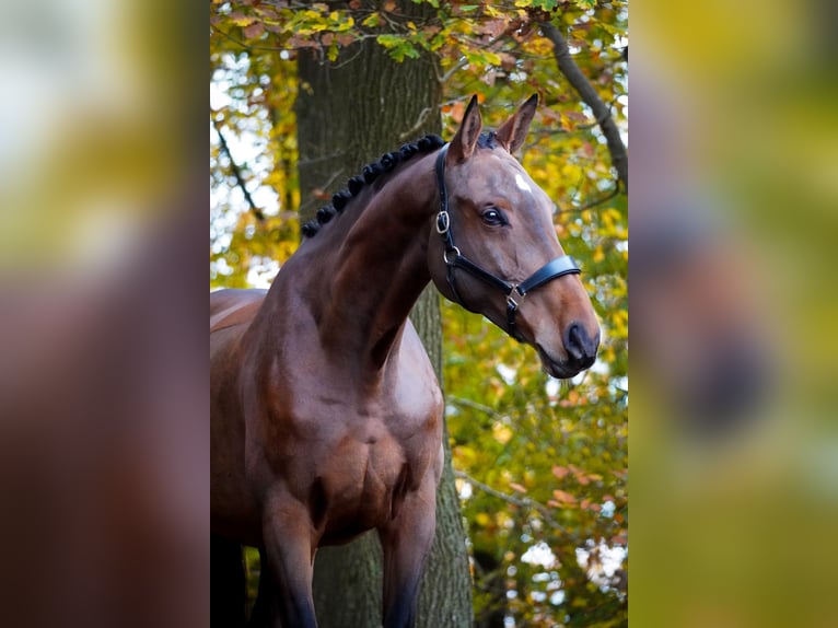 Belgijski koń gorącokrwisty Klacz 7 lat 170 cm Gniada in Nettersheim