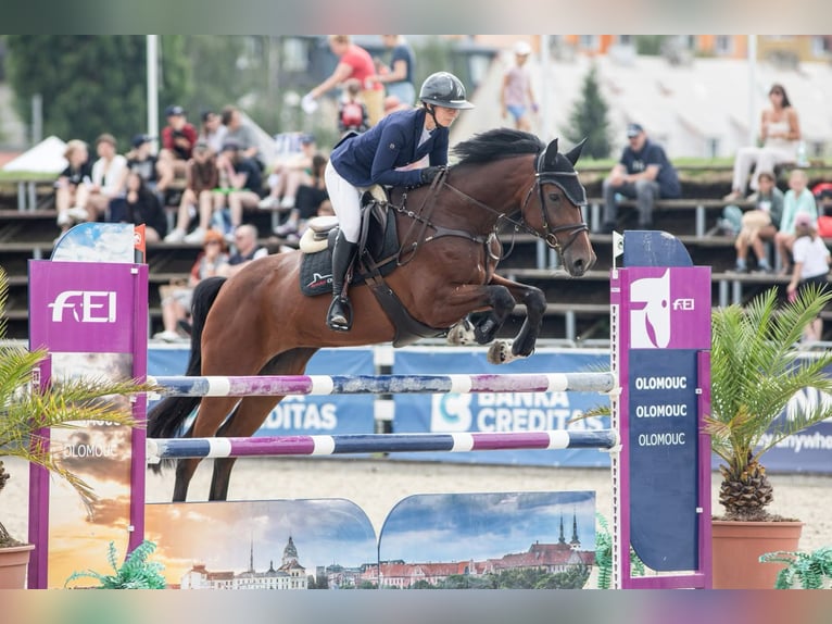 Belgijski koń gorącokrwisty Klacz 7 lat 170 cm Gniada in Trojanovice