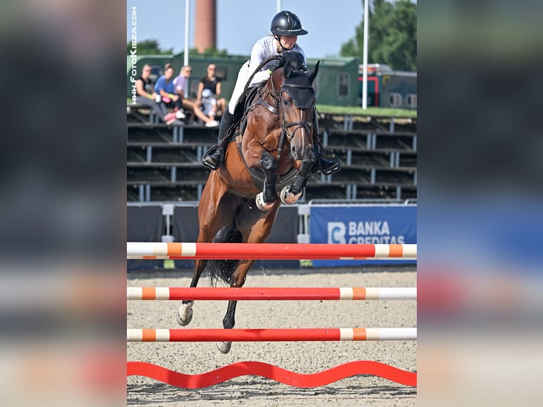 Belgijski koń gorącokrwisty Klacz 7 lat 170 cm Gniada in Trojanovice