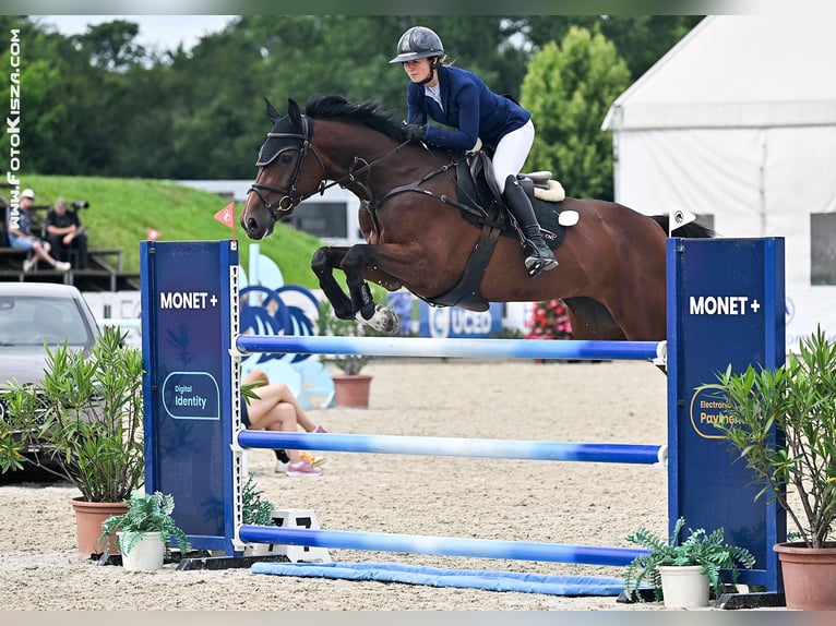 Belgijski koń gorącokrwisty Klacz 7 lat 170 cm Gniada in Trojanovice