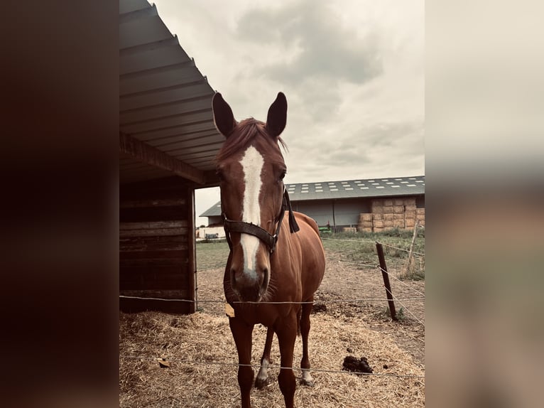 Belgijski koń gorącokrwisty Klacz 7 lat 178 cm Kasztanowata in Berlare