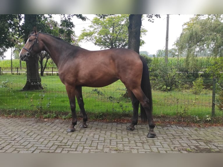 Belgijski koń gorącokrwisty Klacz 7 lat 184 cm Gniada in Brecht