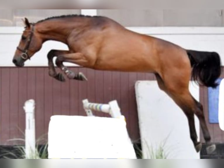 Belgijski koń gorącokrwisty Klacz 7 lat 184 cm Gniada in Brecht