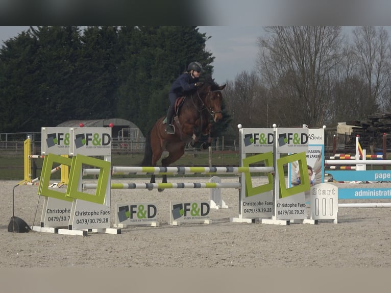 Belgijski koń gorącokrwisty Klacz 8 lat 162 cm Gniada in Oppuurs