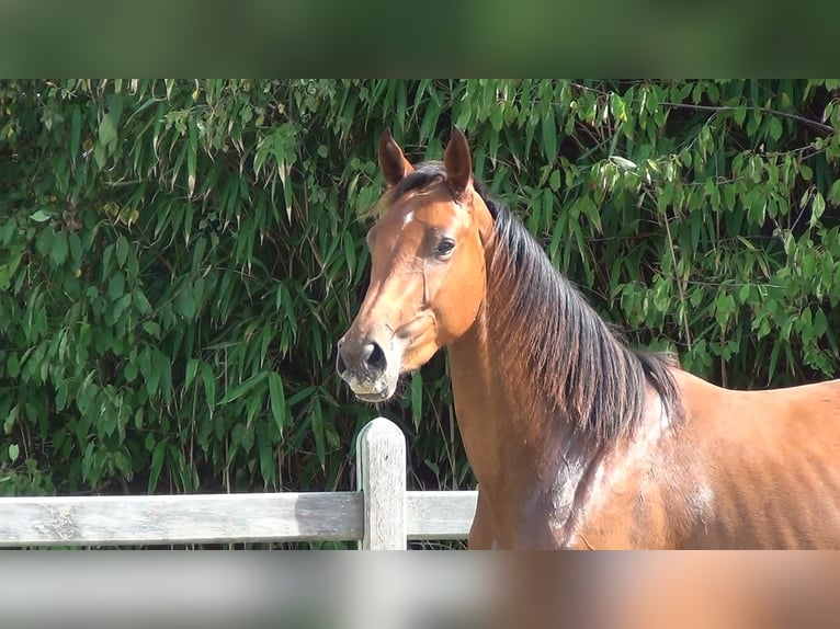 Belgijski koń gorącokrwisty Klacz 8 lat 162 cm Gniada in Oppuurs