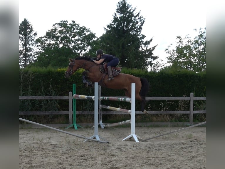 Belgijski koń gorącokrwisty Klacz 8 lat 162 cm Gniada in Oppuurs