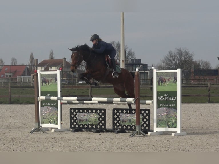 Belgijski koń gorącokrwisty Klacz 8 lat 162 cm Gniada in Oppuurs