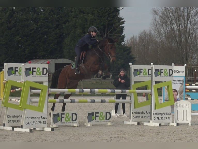 Belgijski koń gorącokrwisty Klacz 8 lat 162 cm Gniada in Oppuurs