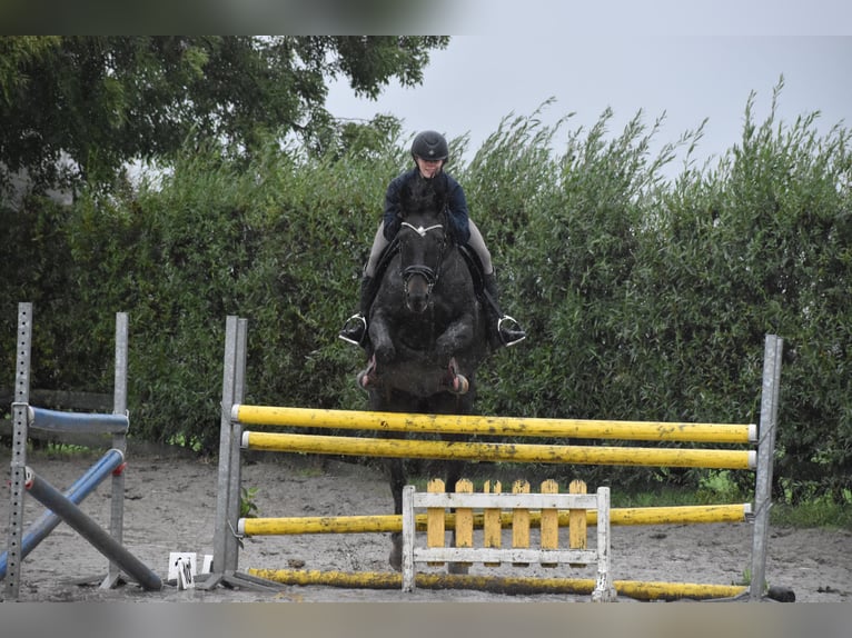 Belgijski koń gorącokrwisty Klacz 8 lat 164 cm Kara in Bassevelde