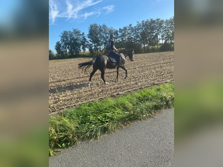 Belgijski koń gorącokrwisty Klacz 8 lat 164 cm Kara in Bassevelde