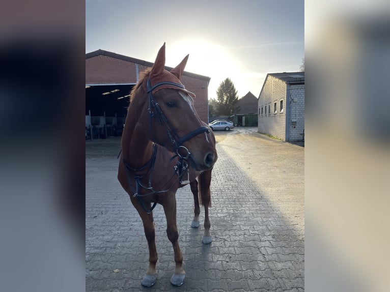 Belgijski koń gorącokrwisty Klacz 8 lat 164 cm Kasztanowata in Krefeld