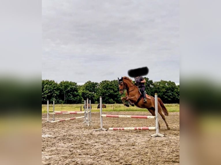 Belgijski koń gorącokrwisty Klacz 8 lat 164 cm Kasztanowata in Krefeld