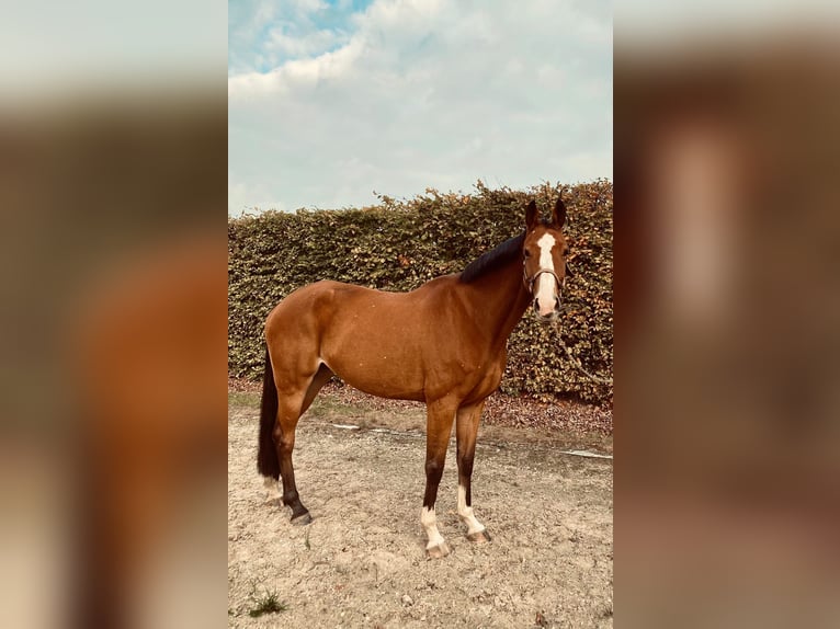 Belgijski koń gorącokrwisty Klacz 8 lat 165 cm Ciemnogniada in Belsele