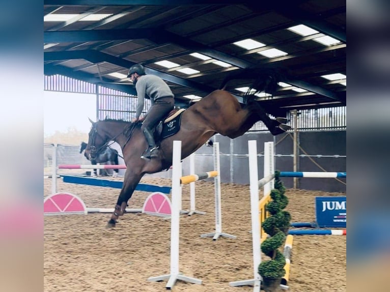 Belgijski koń gorącokrwisty Klacz 8 lat 165 cm Gniada in Warwickshire