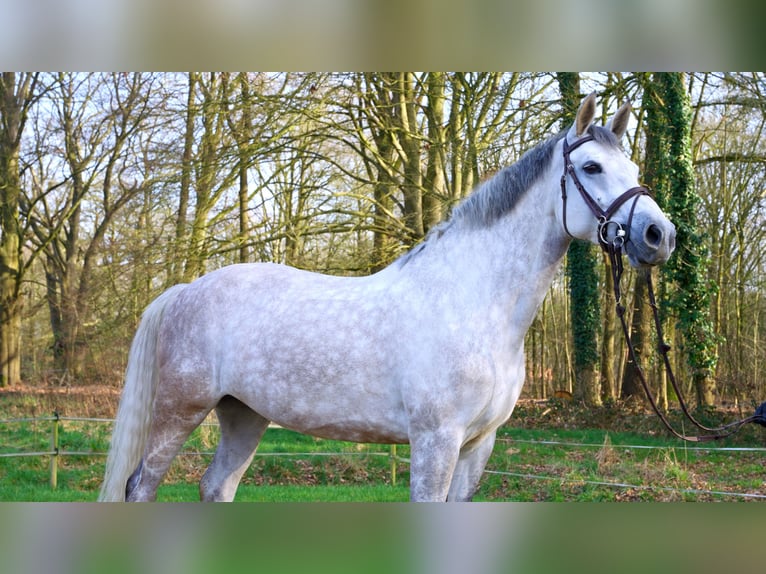 Belgijski koń gorącokrwisty Klacz 8 lat 165 cm Siwa in Malle