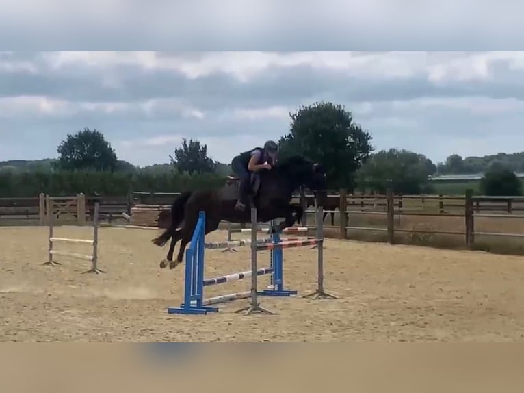 Belgijski koń gorącokrwisty Klacz 8 lat 166 cm Ciemnogniada in Sint-Lambrechts-Herk