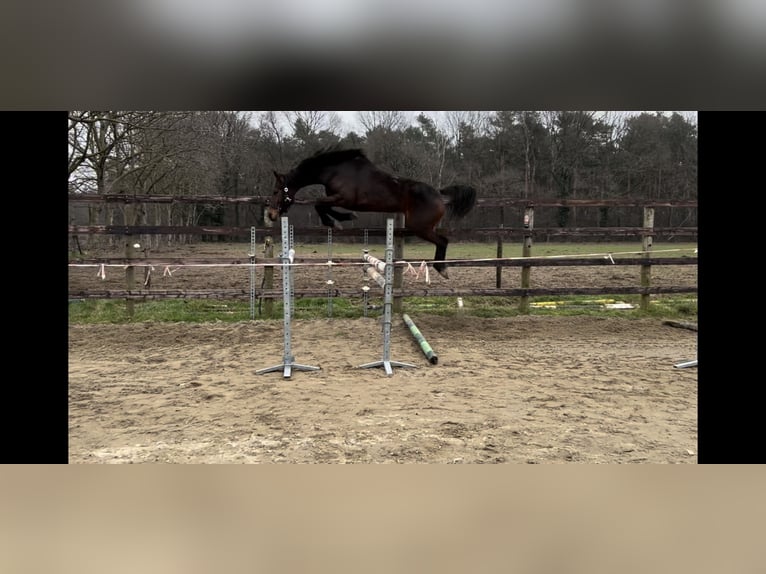 Belgijski koń gorącokrwisty Klacz 8 lat 167 cm Ciemnogniada in Neerglabbeek