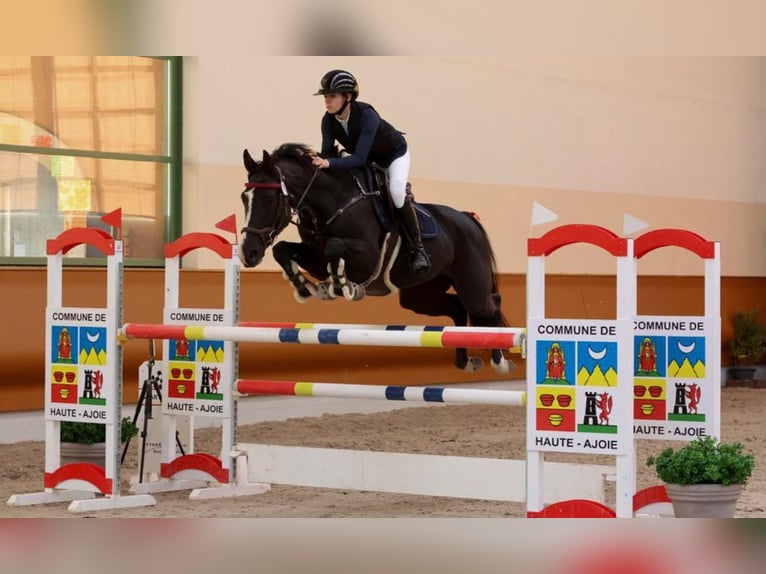 Belgijski koń gorącokrwisty Klacz 8 lat 168 cm Ciemnogniada in Schalunen