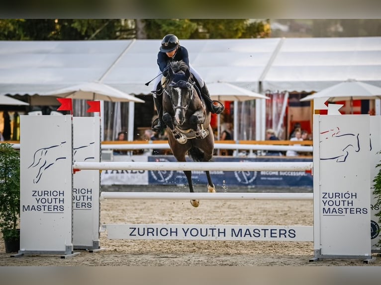 Belgijski koń gorącokrwisty Klacz 8 lat 168 cm Ciemnogniada in Schalunen