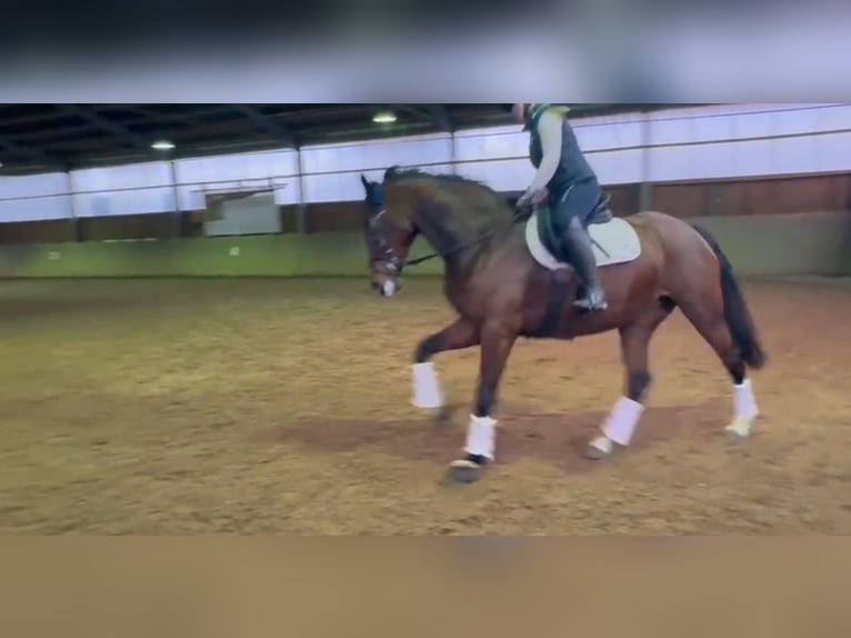 Belgijski koń gorącokrwisty Klacz 8 lat 168 cm Gniada in Rodenberg